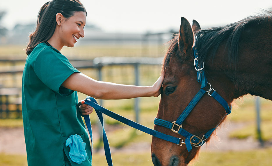 Veterinary Assistant with Horse Care Management